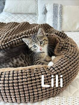 LiliChed -  Domestic Short Hair Cat for Adoption - LiliChed | PetCurious
