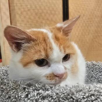 Mary -  Domestic Short Hair Cat for Adoption in Rowlett, Texas - Mary | PetCurious