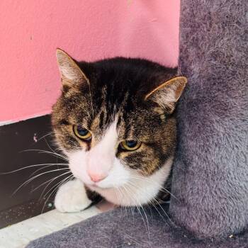 Rescue Domestic Short Hair Cats for Adoption in Binghamton, New York - Lugh | PetCurious