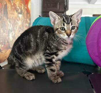 Lilly -  Domestic Short Hair Cat for Adoption in Darien, Georgia - Lilly | PetCurious