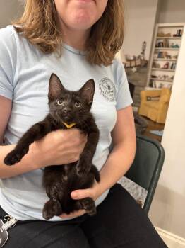 Miss Demeanor (Available for pre-adoption) -  Domestic Short Hair Cat for Adoption in Camden, South Carolina - Miss Demeanor (Available For Pre-adoption) | PetCurious