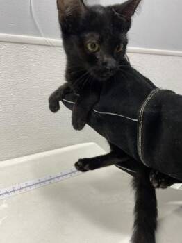 Bandit fka Kitten 1 -  Domestic Short Hair Cat for Adoption in West Chester, Pennsylvania - Bandit Fka Kitten 1 | PetCurious