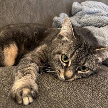 Matty -  Domestic Medium Hair Cat for Adoption in Westland, Michigan - Matty | PetCurious