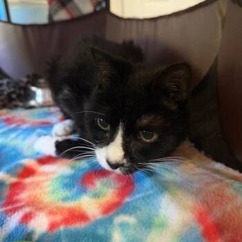 Junipurr -  Domestic Short Hair Cat for Adoption in Marion, Virginia - Junipurr | PetCurious