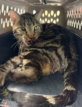 Pen Sx -  Domestic Short Hair Cat for Adoption in Lawrenceville, Georgia - Pen Sx | PetCurious