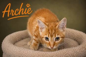 Archie: Foster Request (FCID# 07/27/26 - 9 Trainer -  Tabby Cat for Adoption in Greenville, Delaware - Archie: Foster Request (FCID# 07/27/26 - 9 Trainer | PetCurious