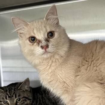 Weird Al -  Domestic Short Hair Cat Available for Adoption in Corbin, Kentucky - Weird Al | PetCurious