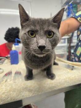 Razzmatazz -  Domestic Short Hair Cat for Adoption in West Chester, Pennsylvania - Razzmatazz | PetCurious