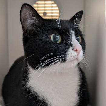 Petunia -  Domestic Short Hair Cat for Adoption in South Burlington, Vermont - Petunia | PetCurious