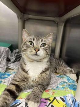 Domestic Short Hair Cats Available for Adoption in Winthrop, Maine - Toe Beans! | PetCurious
