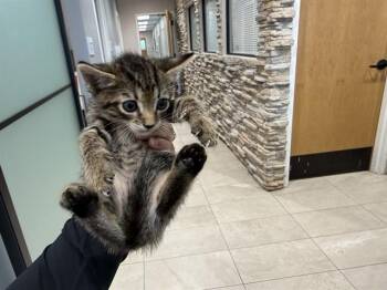 DARMAN -  Domestic Short Hair Cat for Adoption in Rowlett, Texas - DARMAN | PetCurious