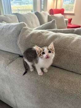 Blizzard -  Domestic Short Hair Cat for Adoption in Honolulu, Hawaii - Blizzard | PetCurious