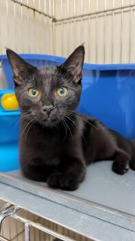 Rescue Domestic Short Hair Cats for Adoption in West Jefferson, Ohio - Snowball - Bonded With His Mom Bandit | PetCurious