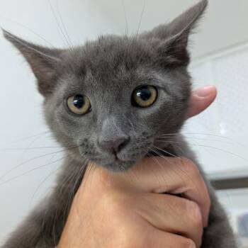 Domestic Medium Hair Cats Available for Adoption in Lakewood, California - Snoopy | PetCurious