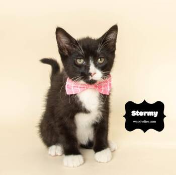 Rescue Domestic Short Hair Cats for Adoption in Wyandotte, Michigan - STORMY | PetCurious