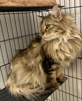 Aslan -  Norwegian Forest Cat and Ragdoll Cat for Adoption in Sandusky, Michigan - Aslan | PetCurious