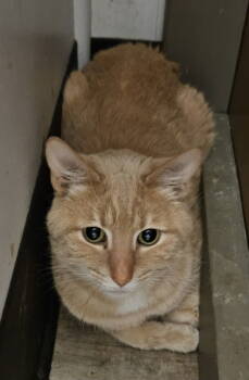 Rescue Domestic Short Hair Cats for Adoption in Greenfield, Indiana - Pesto | PetCurious