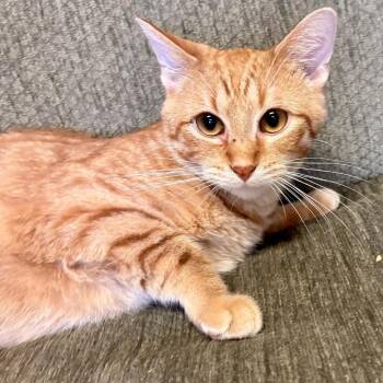 Garfield -  Domestic Short Hair Cat for Adoption in Buffalo, Minnesota - Garfield | PetCurious