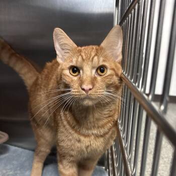 Mr Morris -  Domestic Short Hair Cat for Adoption in Lakeland, Florida - Mr Morris | PetCurious