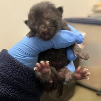 Domestic Short Hair Cats Available for Adoption in Harrisonburg, Virginia - 70661 | PetCurious