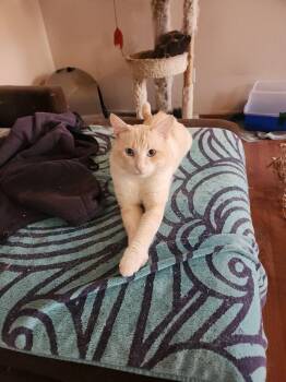 owner passed -  Domestic Short Hair Cat for Adoption in Torrance, California - Owner Passed | PetCurious