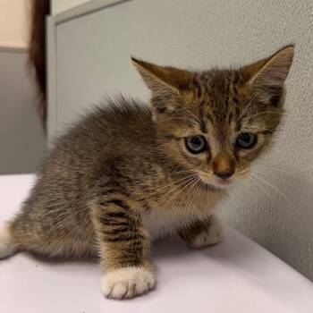Comet -  Domestic Short Hair Cat for Adoption in Clearwater, Florida - Comet | PetCurious
