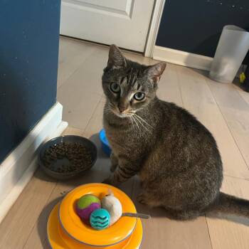 Domestic Short Hair Cats Available for Adoption in Fort Lauderdale, Florida - Cannoli | PetCurious