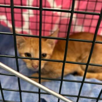 Belly -  Domestic Short Hair Cat for Adoption in Montgomery, Alabama - Belly | PetCurious