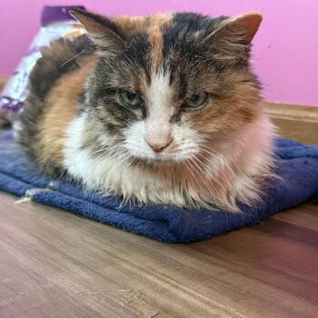 Domestic Long Hair Cats Available for Adoption in Hammond, Indiana - Patches | PetCurious