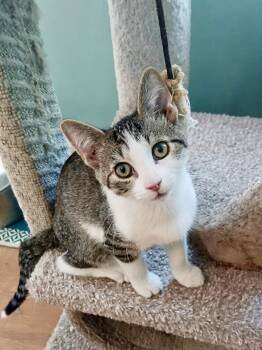 Yosemite -  Domestic Short Hair Cat for Adoption in Apex, North Carolina - Yosemite | PetCurious