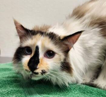 Skeppy -  Domestic Long Hair and Domestic Short Hair Cat for Adoption in Eugene, Oregon - Skeppy | PetCurious