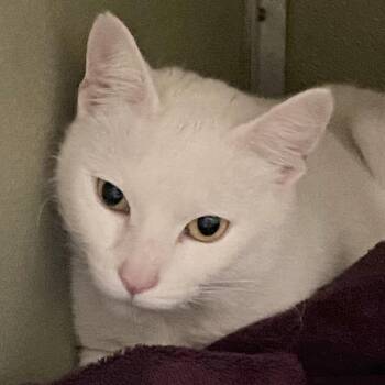 Domestic Short Hair Cats Available for Adoption - Betty White | PetCurious