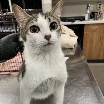 Domestic Short Hair Cats Available for Adoption in Las Cruces, New Mexico - Heidi | PetCurious