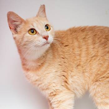 Domestic Short Hair Cats Available for Adoption in Hattiesburg, Mississippi - Sassafras | PetCurious