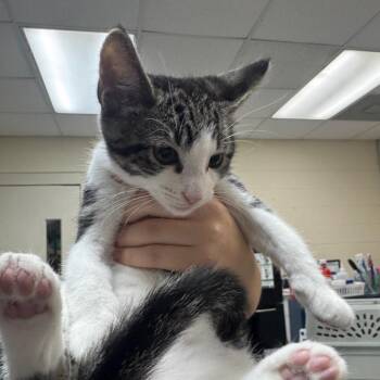 Domestic Short Hair Cats Available for Adoption in Middleburg, Florida - Sharkleberry Fin (grey Collar) 28511 | PetCurious