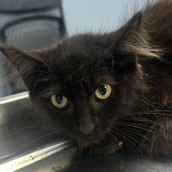 Savannah -  Domestic Long Hair Cat for Adoption in Saint Joseph, Missouri - Savannah | PetCurious