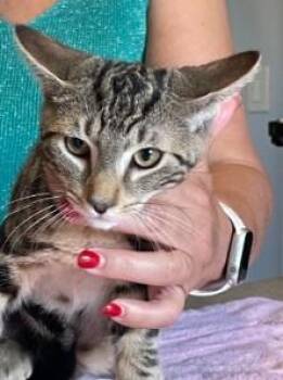 Bentley -  Abyssinian and Tiger Cat for Adoption in Berkeley Heights, New Jersey - Bentley | PetCurious