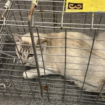 Domestic Short Hair Cats Available for Adoption in Montgomery, Alabama - Lillet | PetCurious