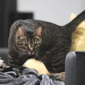 Olivander -  Domestic Short Hair Cat for Adoption in Salt Lake City, Utah - Olivander | PetCurious