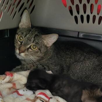 Sweetheart -  Domestic Short Hair Cat for Adoption in Kanab, Utah - Sweetheart | PetCurious