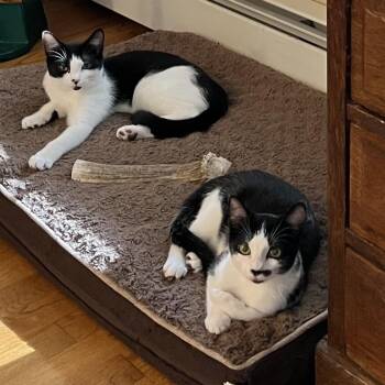 Rescue Domestic Short Hair Cats for Adoption in West Milford, New Jersey - Kate & Sophie | PetCurious