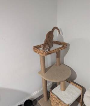 Versace -  Domestic Short Hair Cat for Adoption in North Babylon, New York - Versace | PetCurious