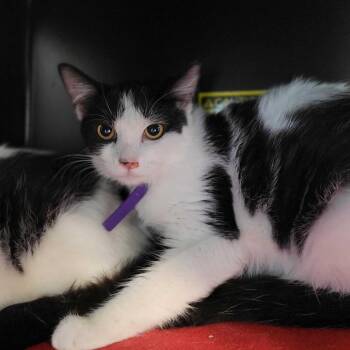 Rescue Domestic Short Hair Cats for Adoption in Nantucket, Massachusetts - Katniss | PetCurious