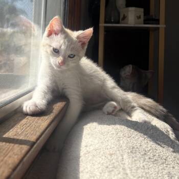 Stella -  Domestic Medium Hair Cat for Adoption in Tustin, California - Stella | PetCurious