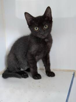 Bruce Wayne -  Domestic Short Hair Cat for Adoption in Lewisburg, Tennessee - Bruce Wayne | PetCurious