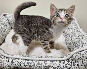 Tonto -  Domestic Short Hair Cat for Adoption in Fremont, Ohio - Tonto | PetCurious