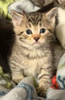 Domestic Short Hair Cats Available for Adoption - Pickle | PetCurious