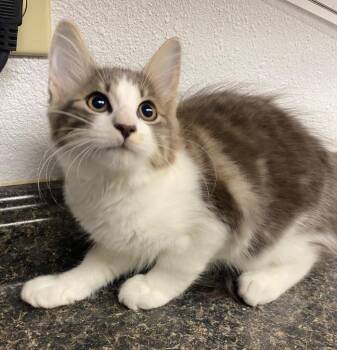 Jennyanydots -  Domestic Long Hair Cat for Adoption in Lockhart, Texas - Jennyanydots | PetCurious