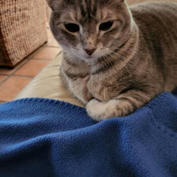 Abby -  American Shorthair Cat for Adoption in West Palm Beach, Florida - Abby | PetCurious