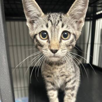 Shopping Spree -  Domestic Short Hair Cat for Adoption in Dallas, Texas - Shopping Spree | PetCurious